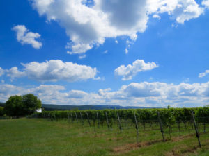 The vines at Antietam Creek Vineyards, with South Mountain in the background