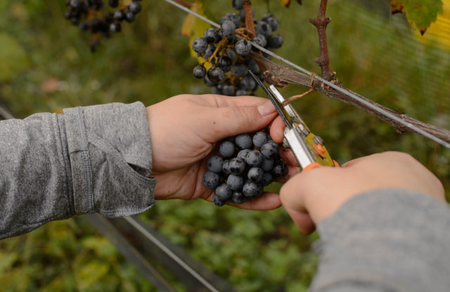 Maryland Grape Growers Have Nothing to Wine About this Year: 2017 Harvest