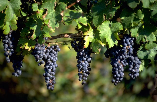 “Rainy Summer is Carroll County complicates grape growing, wine production” – Carroll County Times