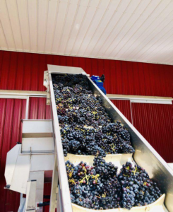 grape conveyor