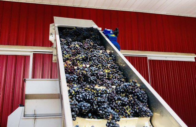 Maryland Grape Harvest Good for the Glass and the Economy