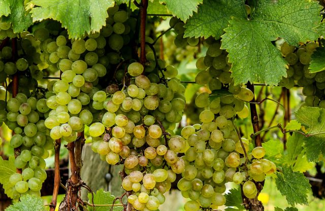 Albariño grape finds a sweet spot as popular dry white that’s grown, made in the mid-Atlantic