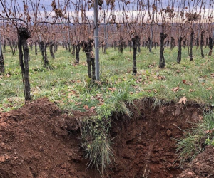 soil pit at Catoctin Breeze Vineyard