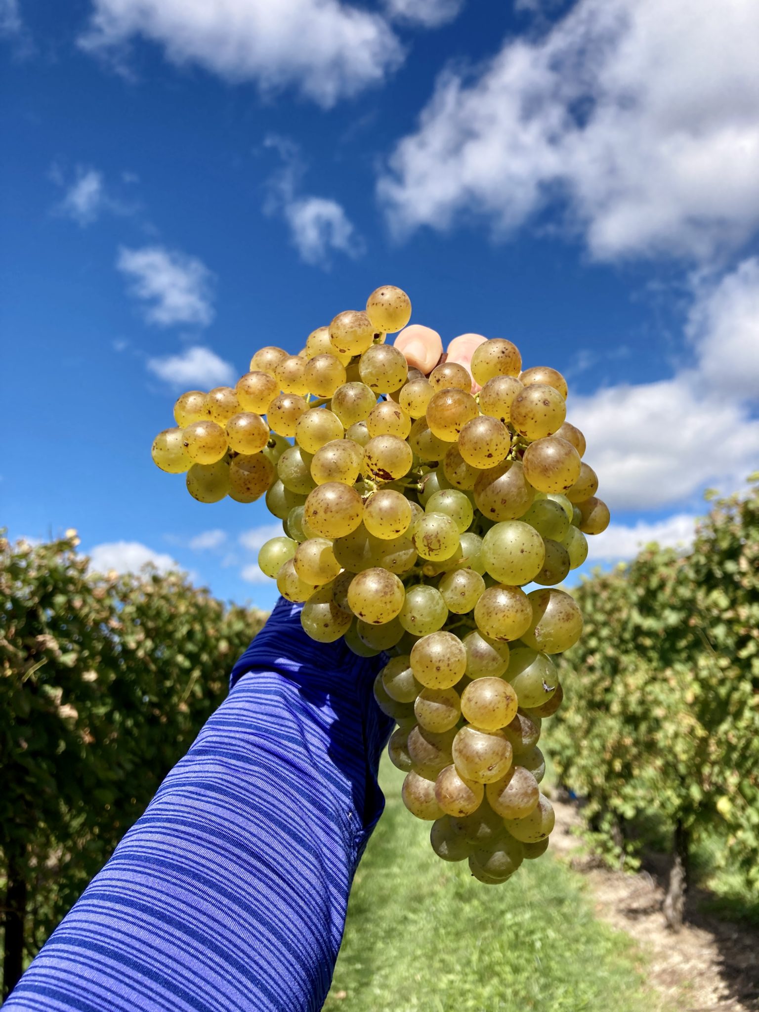 “Growing Success of Grüner in U.S. East Coast Wine Regions” – Wine Industry Advisor